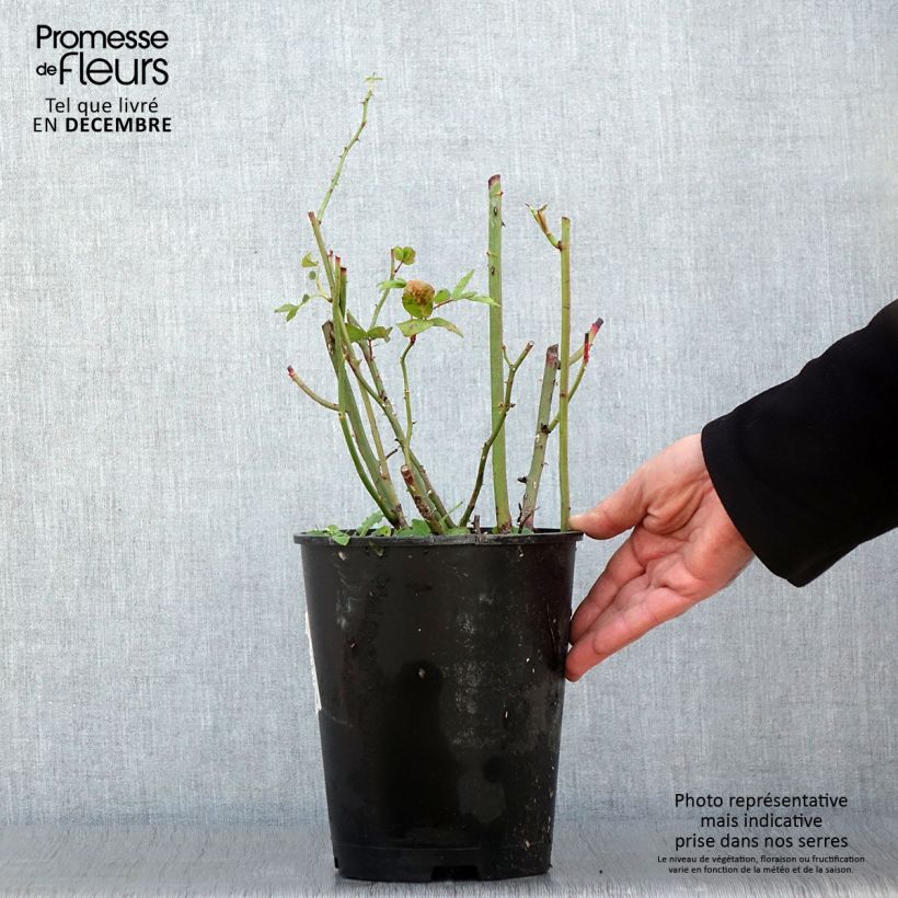 Example of Rosier arbustif Waterloo Pot de 4L/5L as you get in automne