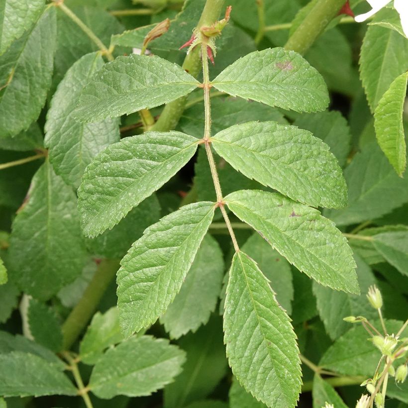 Rosier arbustif White Magic (Foliage)