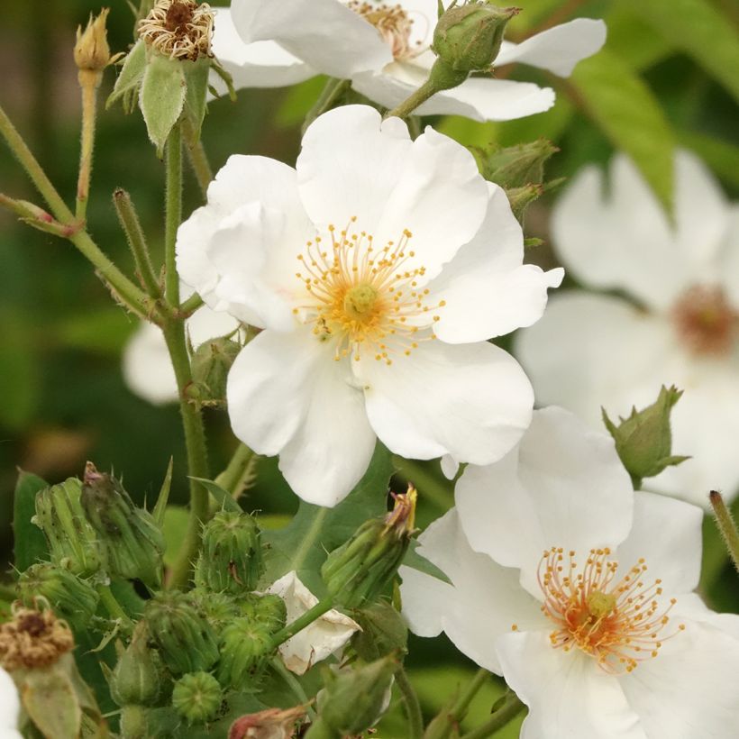 Rosier arbustif White Magic (Flowering)