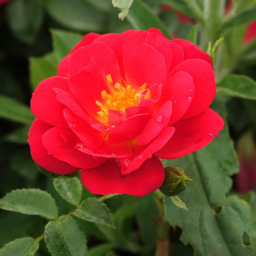 Rosier Bee's Paradise Light Red (Flowering)