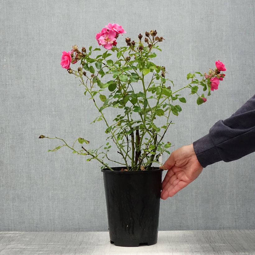 Example of Rosier Bees Paradise Pink  Pot de 3L/4L as you get in ete