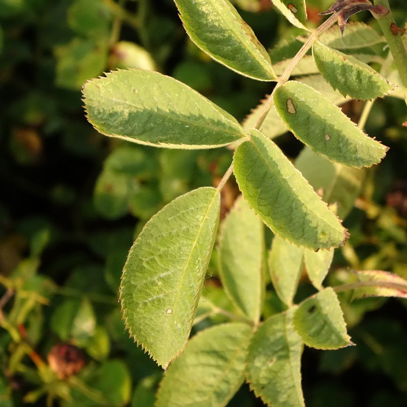 Rosier Bees Paradise Pink  (Foliage)