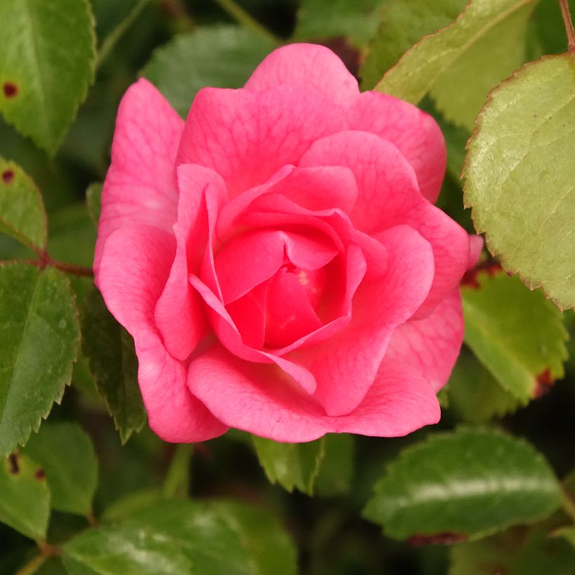 Rosier Bees Paradise Pink  (Flowering)