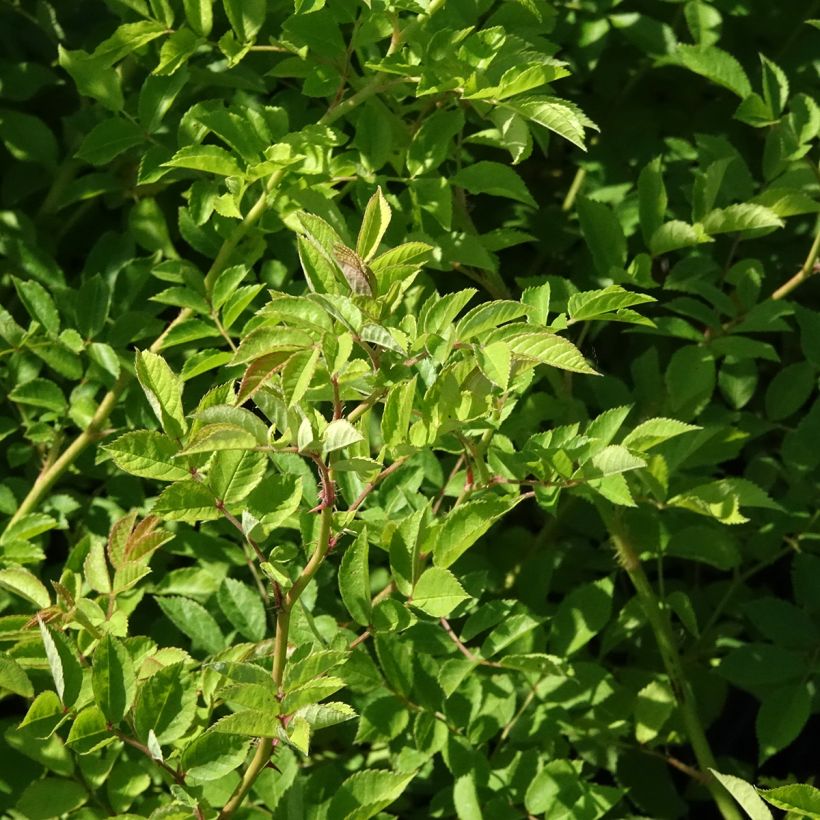Rosier botanique grimpant - Rosa multiflora (Foliage)