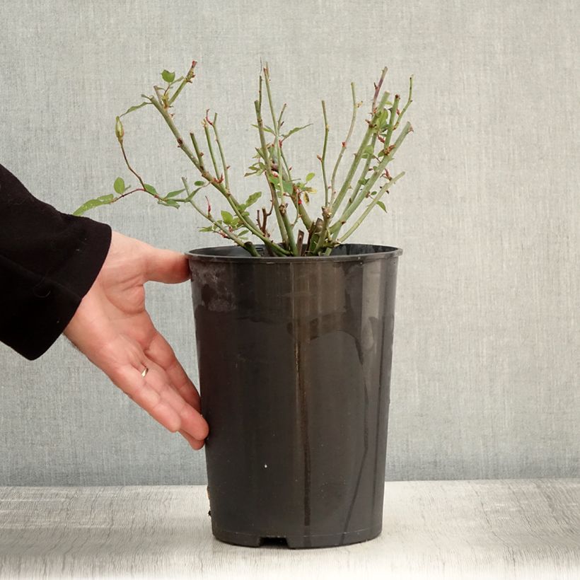 Example of Rosier botanique - Rosa chinensis Viridiflora - Rose verte Pot de 4L/5L as you get in hiver