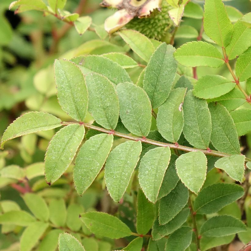 Rosier botanique - Rosa roxburghii Lampion (Foliage)