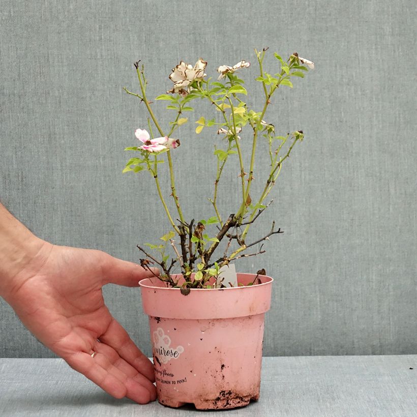 Example of Rosier couvre-sol Amirose Pot de 12 cm / 13 cm as you get in ete