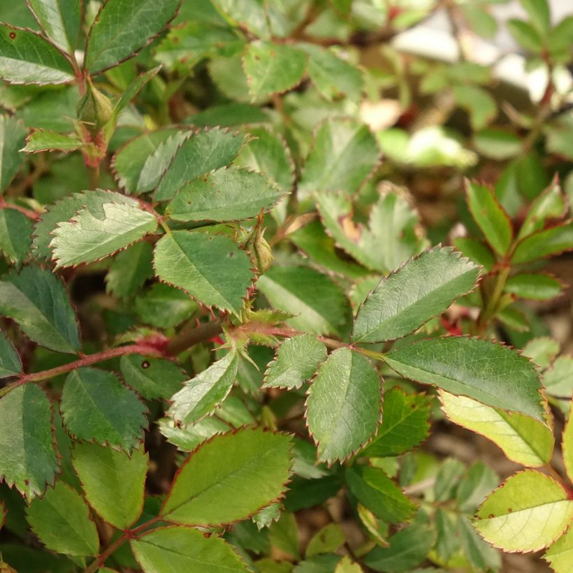 Rosier couvre-sol Amirose (Foliage)