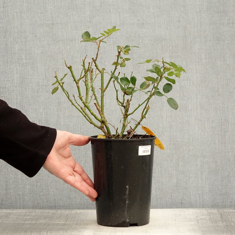 Example of Rosier couvre-sol Black Forest Rose Pot de 4L/5L as you get in hiver