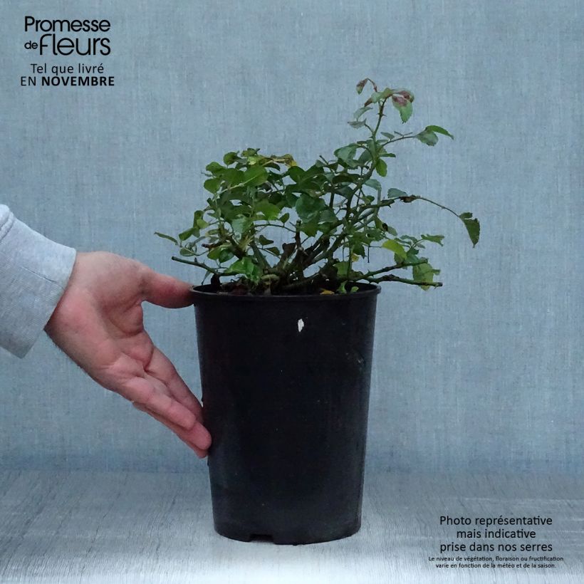 Example of Rosier couvre-sol Country Dream Pot de 3L/4L as you get in automne