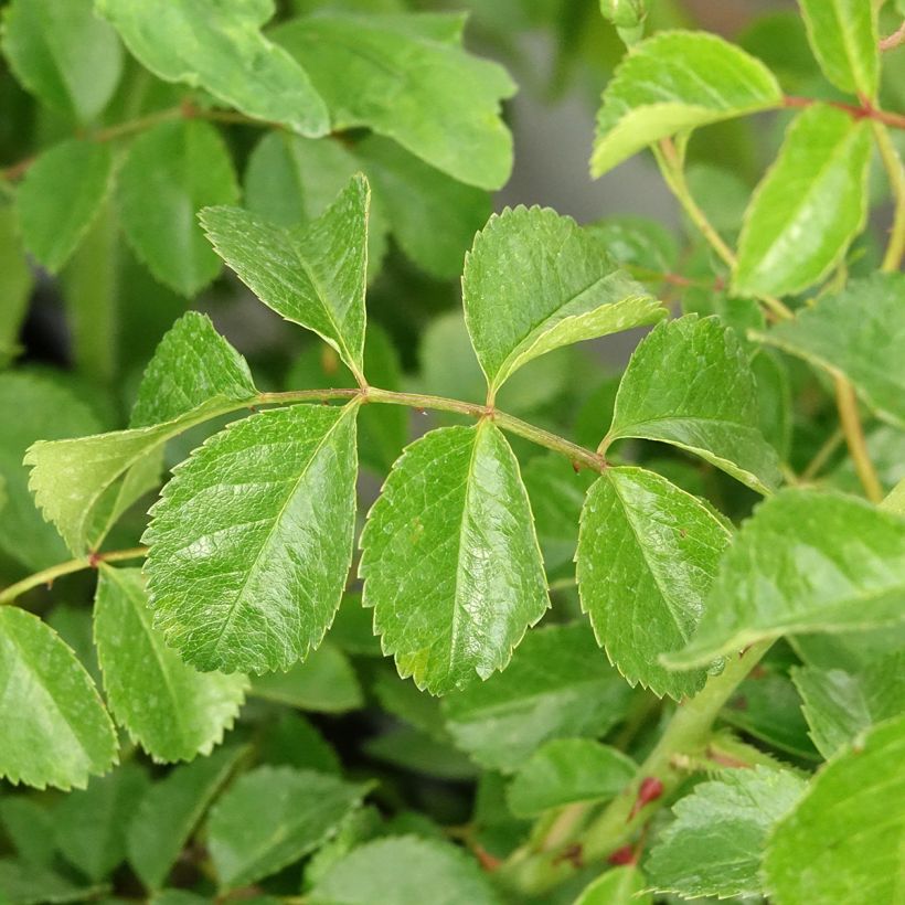 Rosier couvre-sol Country Dream (Foliage)