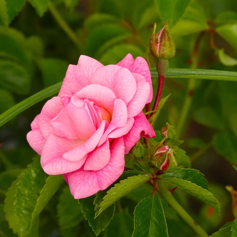 Rosier couvre-sol Country Dream (Flowering)