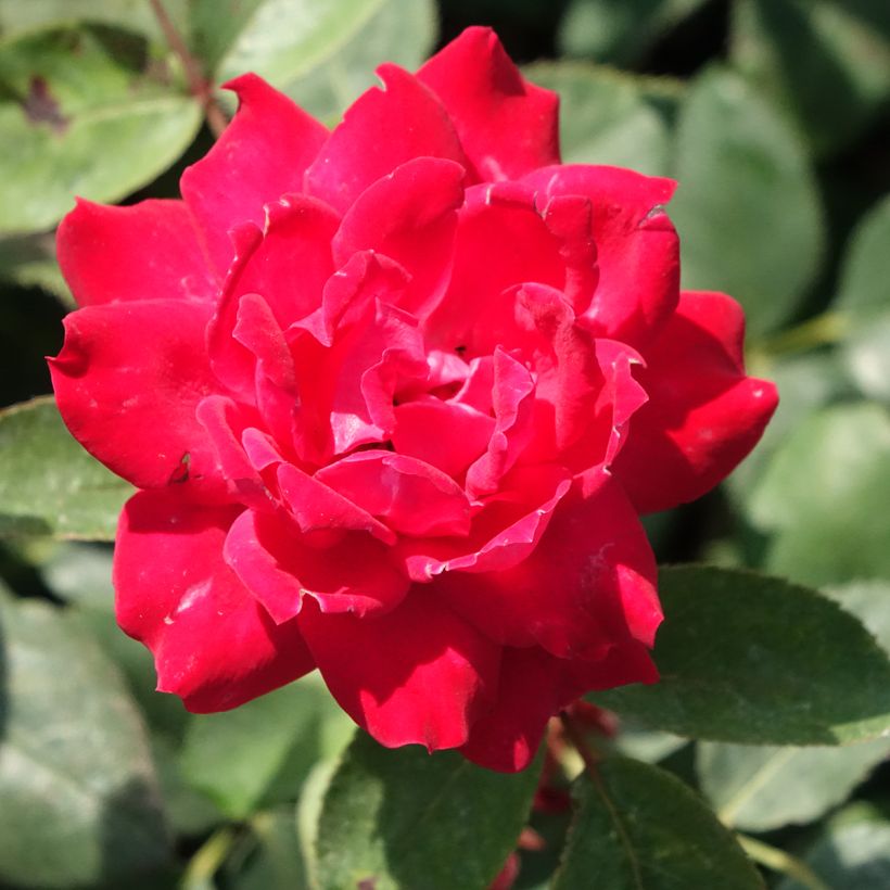 Rosier couvre-sol Double Knock Out (Flowering)