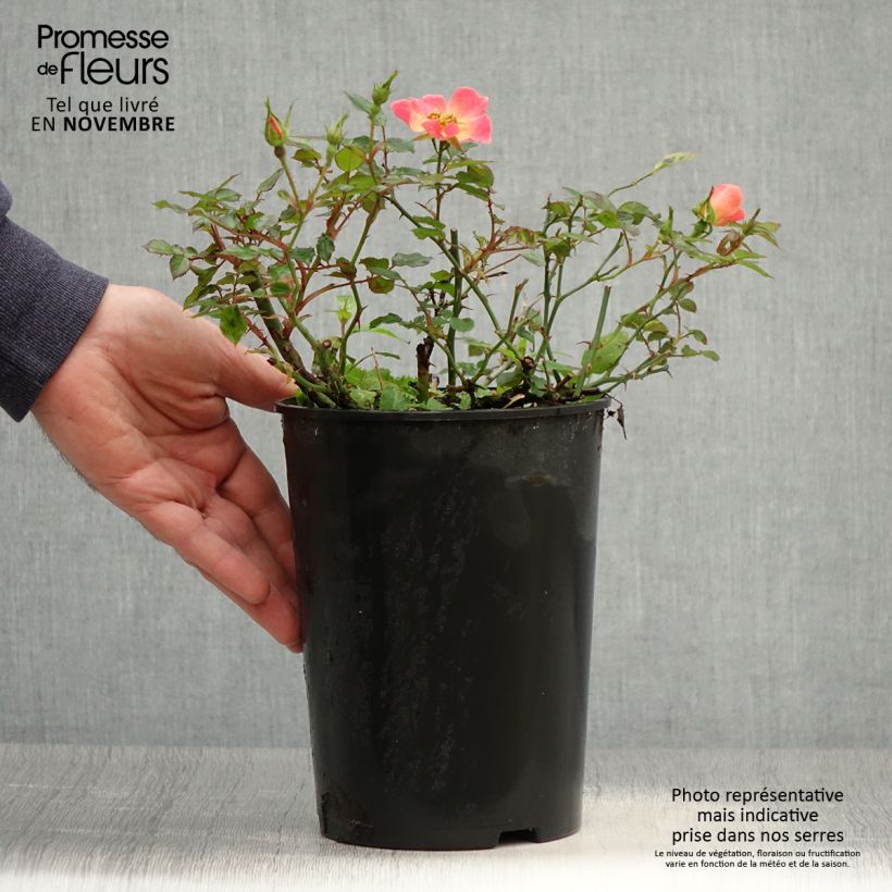Example of Rosier couvre-sol Happy Chappy  Pot de 3L/4L as you get in automne