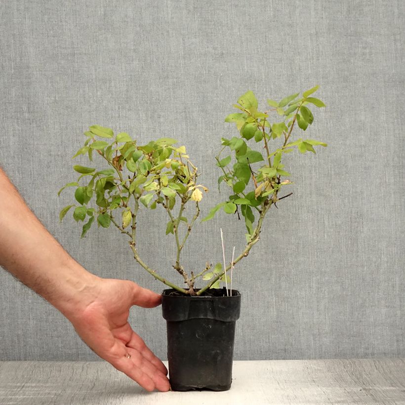 Example of Rosier couvre-sol Knock Out Radrazz Pot de 10 cm/11cm as you get in ete