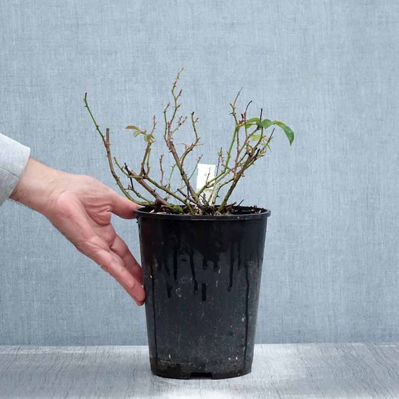 Example of Rosier couvre-sol Mainaufeuer Pot de 4L/5L as you get in automne