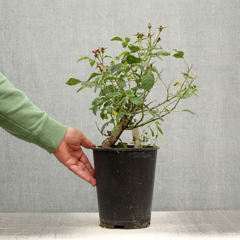 Example of Rosier couvre-sol Pink Flash Pot de 4L/5L as you get in ete