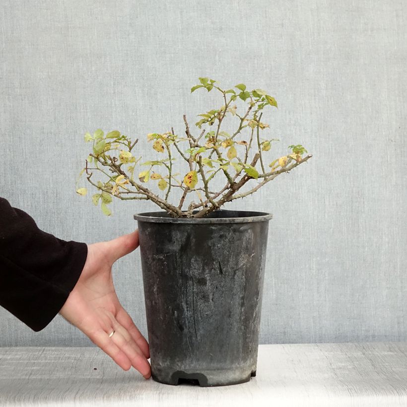 Example of Rosier couvre-sol Rigo Diamant Pot de 3L/4L as you get in automne