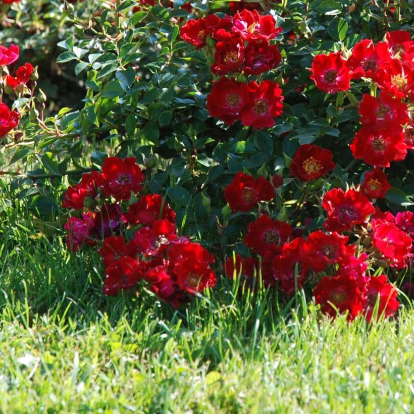 Rosier couvre-sol Rouge Cascade (Flowering)
