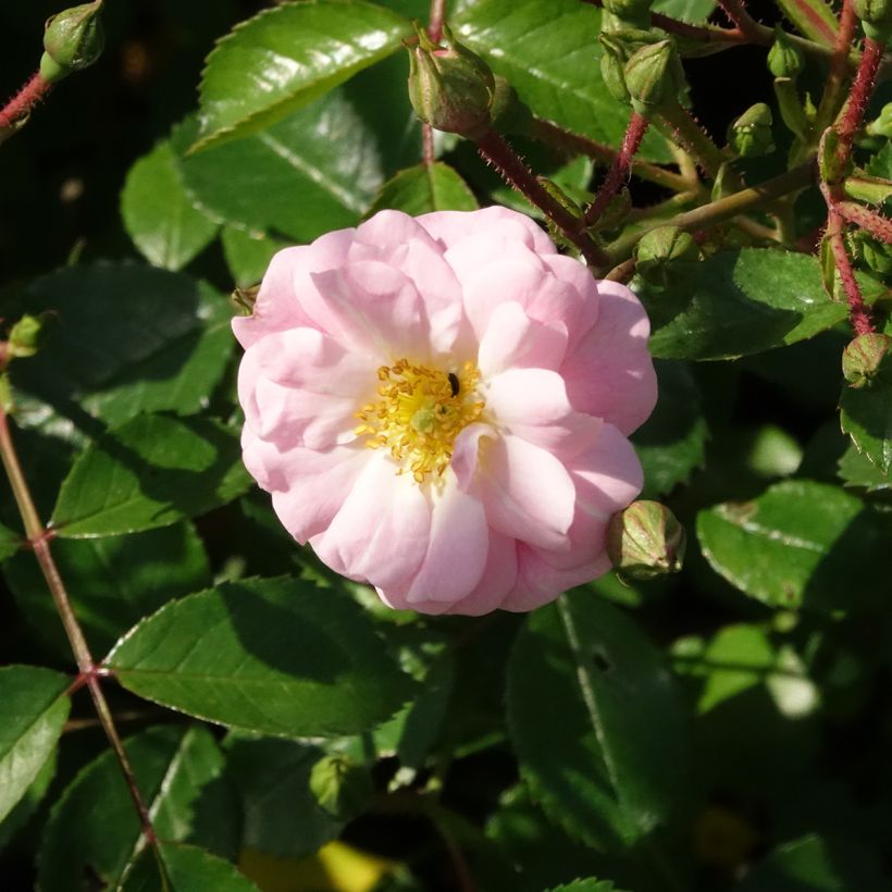 Rosier couvre-sol Satina  (Flowering)