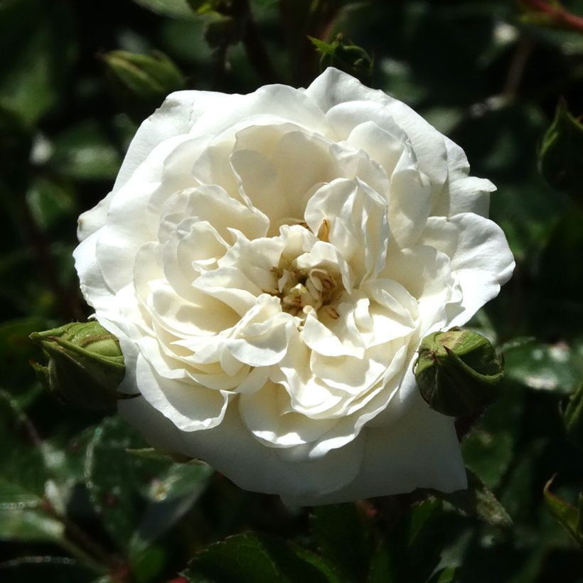 Rosier couvre-sol Sea Foam (Flowering)