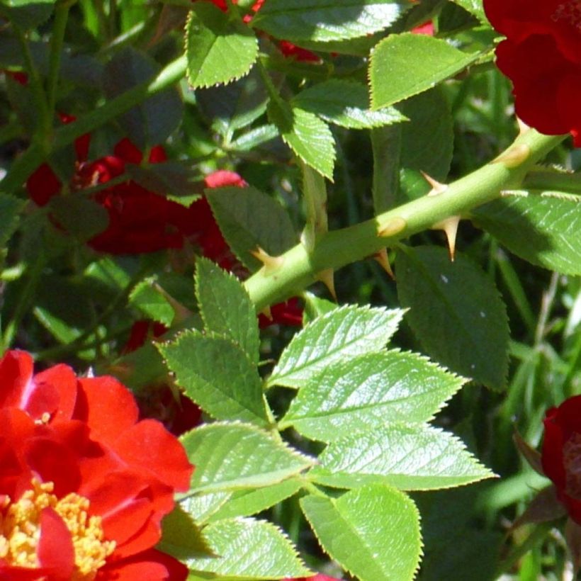 Rosier couvre-sol Tapis Rouge (Foliage)