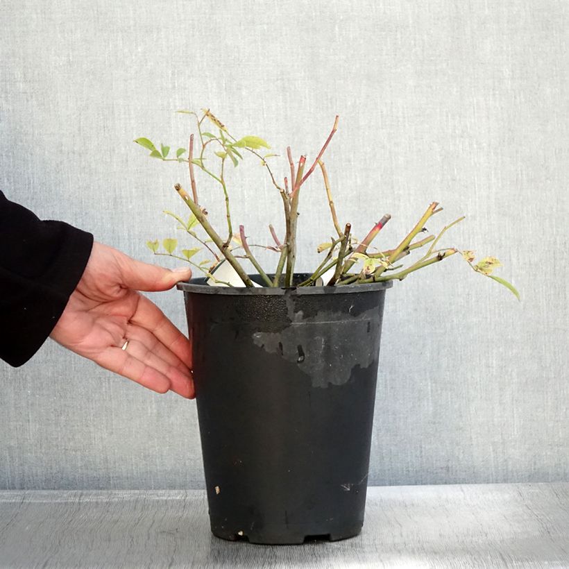 Example of Rosier couvre-sol Tapis Volant Pot de 4L/5L as you get in automne