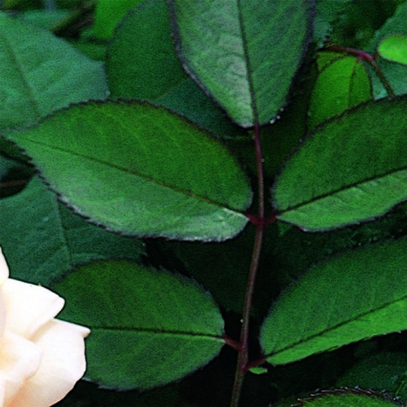 Rosier David Austin A Shropshire Lad (Foliage)