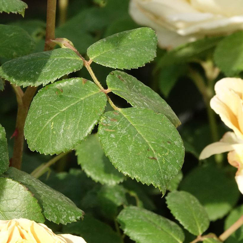 Rosier David Austin Charles Darwin (Foliage)
