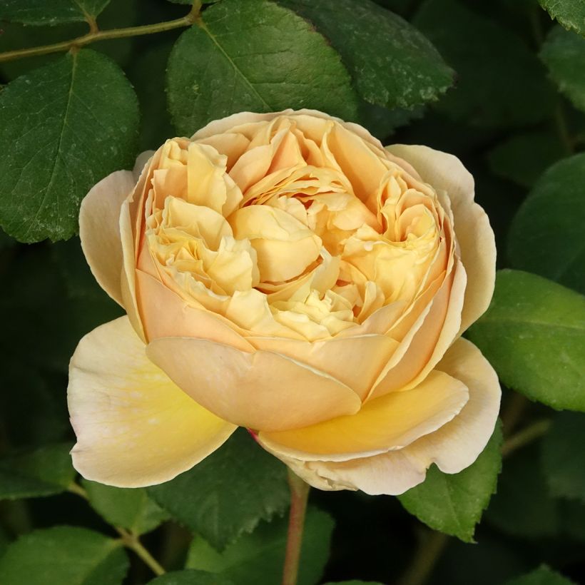 Rosier David Austin Charles Darwin (Flowering)