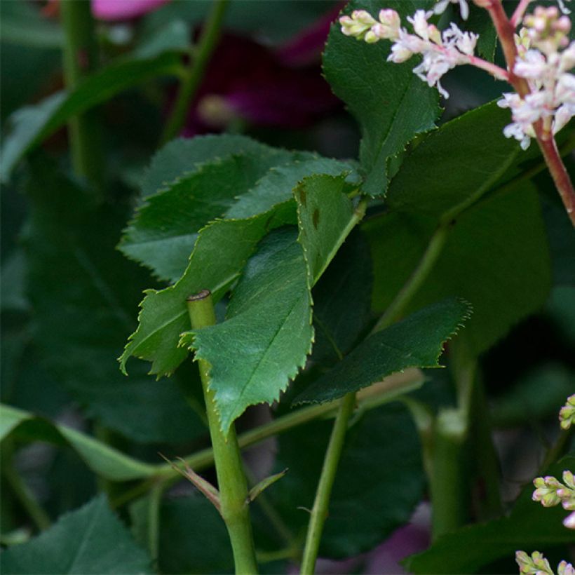 Rosier Tige David Austin Darcey Bussel (Foliage)