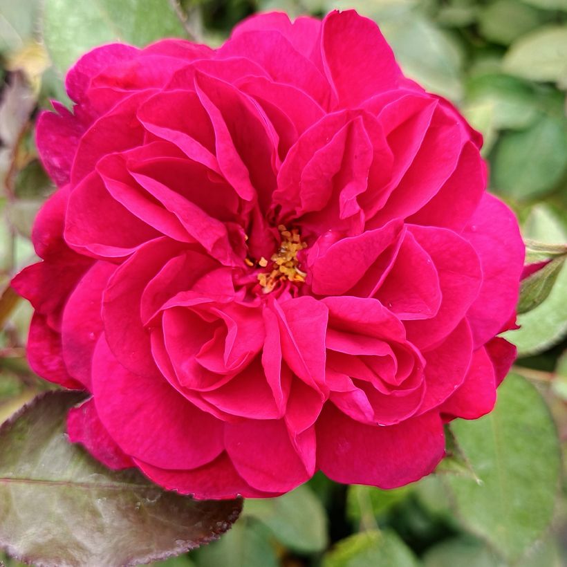 Rosier Tige David Austin Darcey Bussel (Flowering)