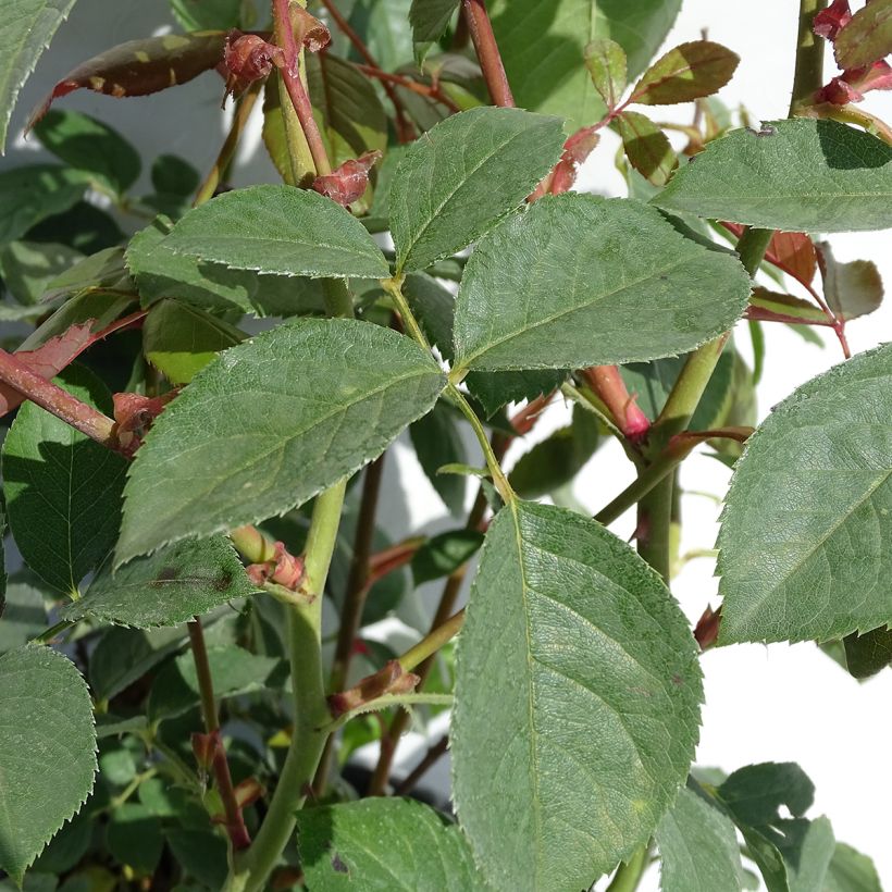Rosier Tige David Austin Desdemona (Foliage)