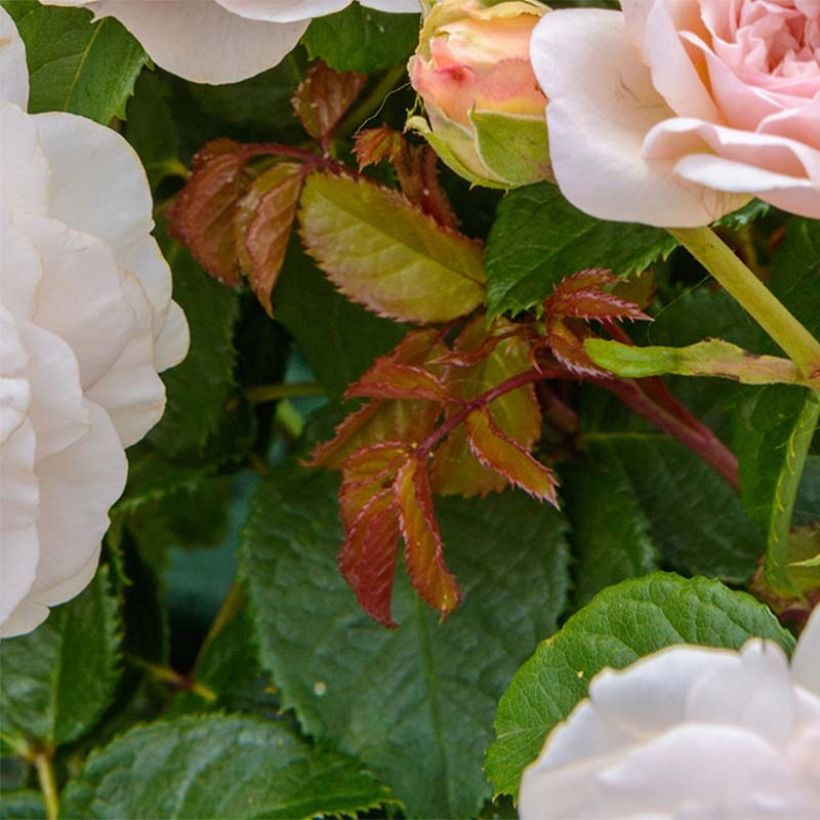 Rosier David Austin Emily Brontë (Foliage)