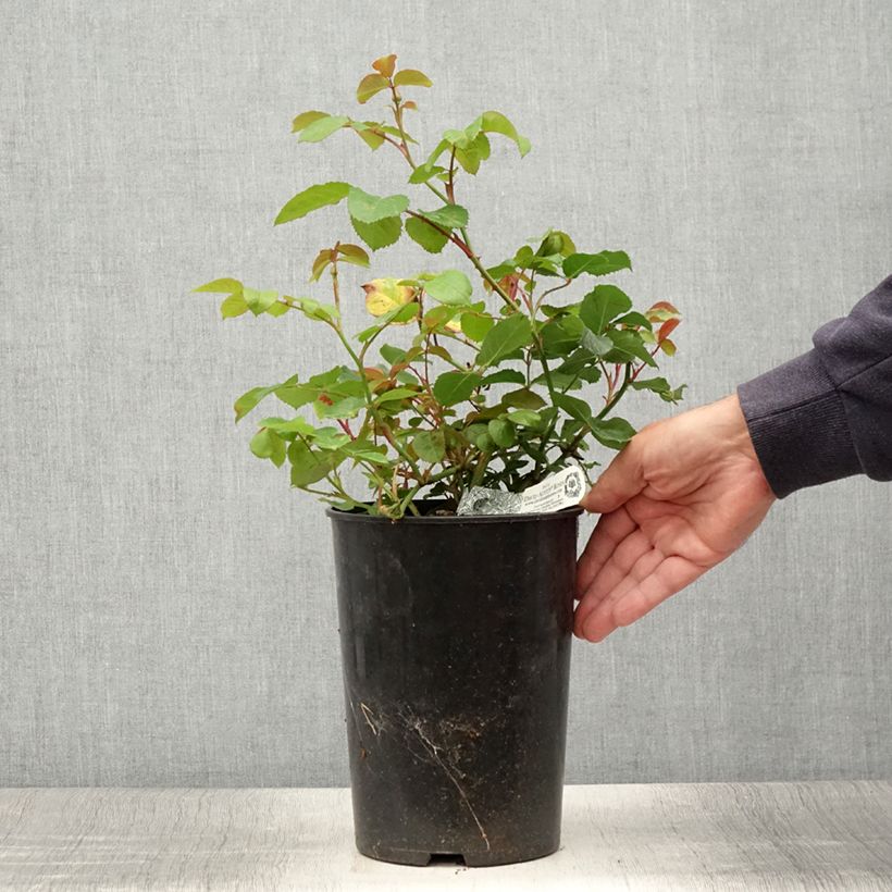 Example of Rosier David Austin Emily Brontë Pot de 4L/5L as you get in ete