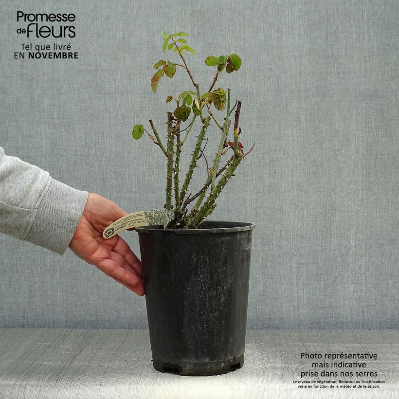 Example of Rosier David Austin Gertrude Jekyll Pot de 4L/5L as you get in automne