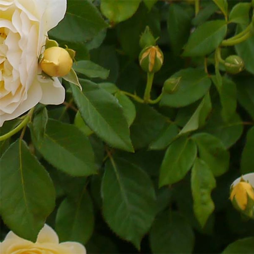 Rosier David Austin Graham Thomas  (Foliage)