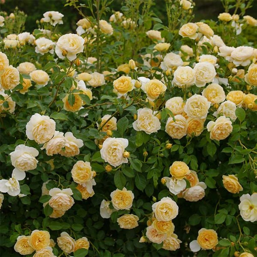 Rosier David Austin Graham Thomas  (Flowering)
