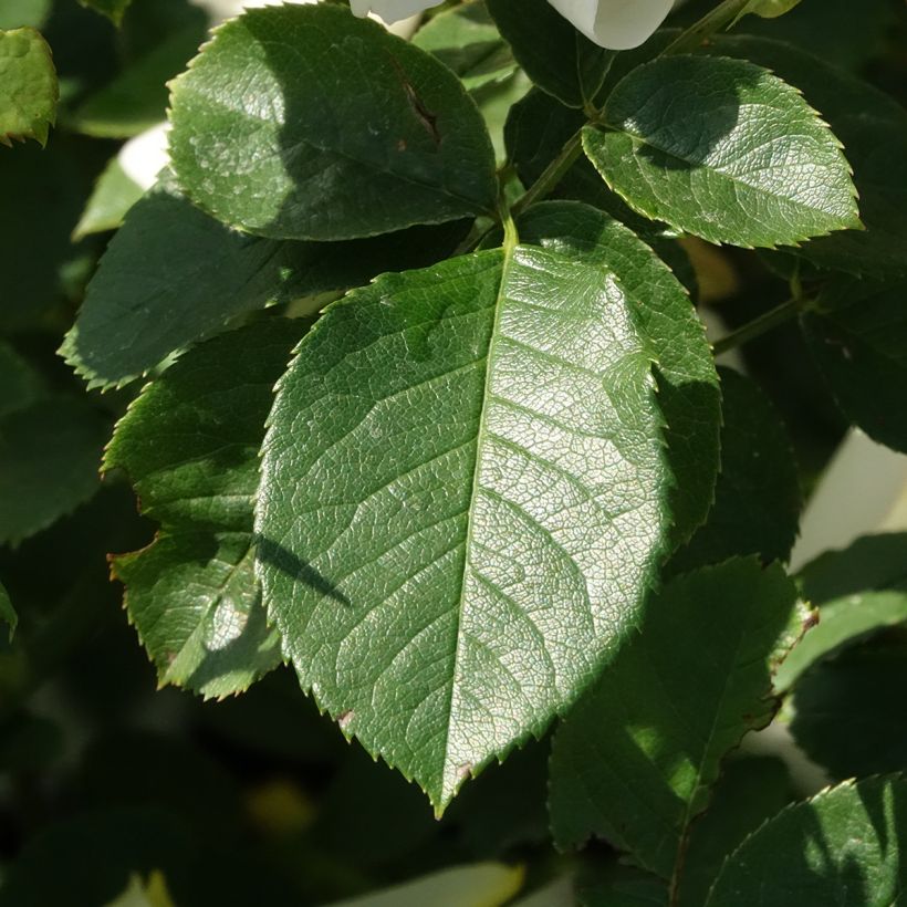 Rosier David Austin Imogen (Foliage)