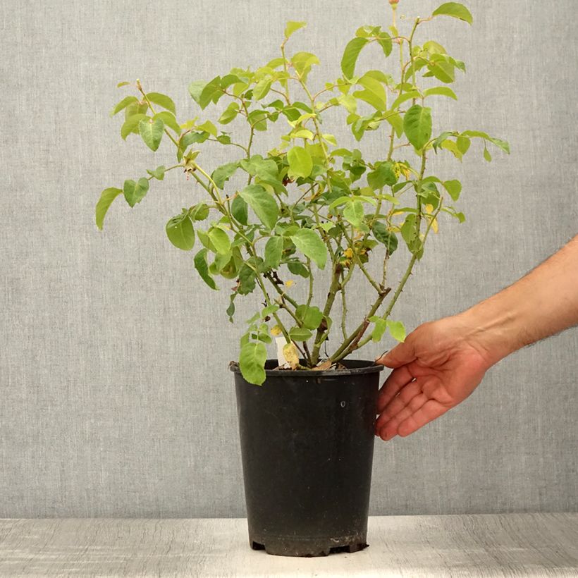 Example of Rosier David Austin James L. Austin  Pot de 3L/4L as you get in ete