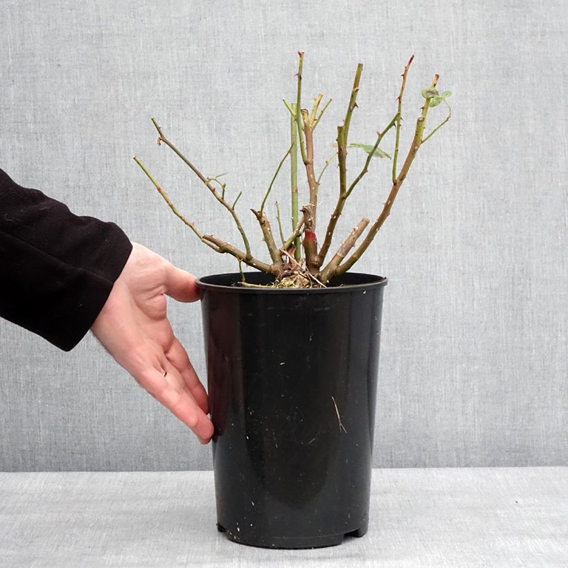 Example of Rosier David Austin Lady Of Shalott  Pot de 4L/5L as you get in hiver
