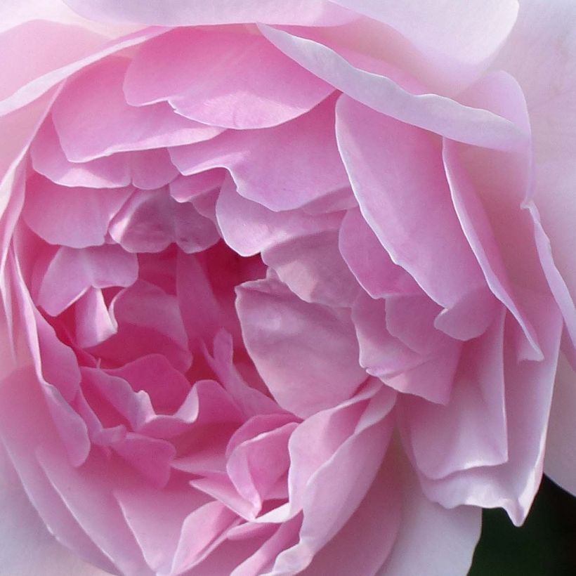 Rosier David Austin Lady Salisbury (Flowering)
