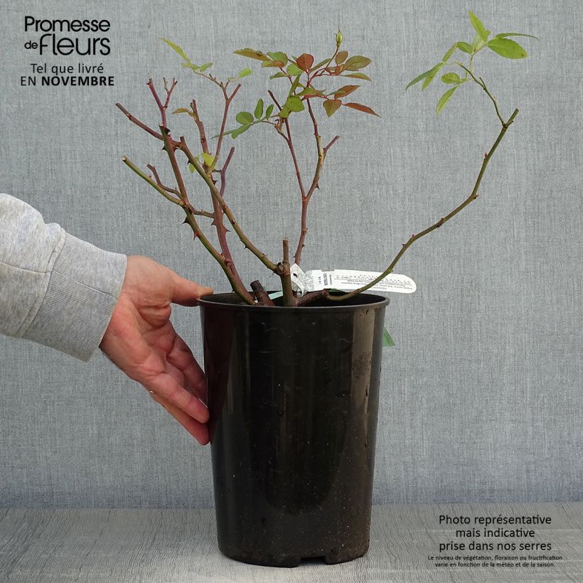 Example of Rosier David Austin Malvern Hills  Pot de 4L/5L as you get in automne