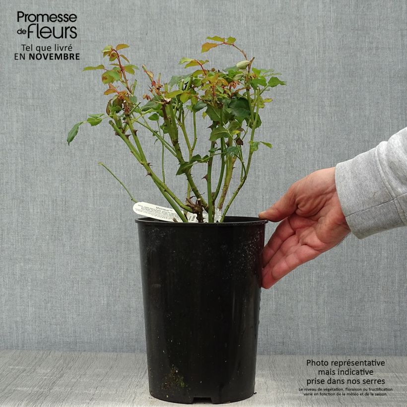 Example of Rosier David Austin Molineux Pot de 4L/5L as you get in automne