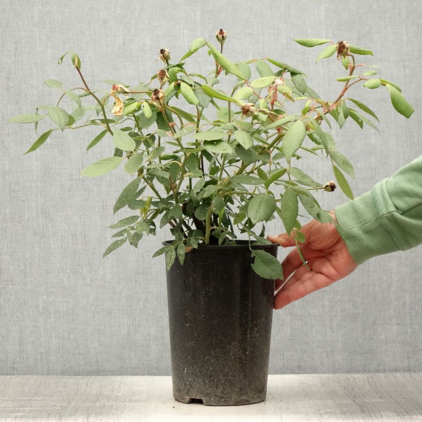 Example of Rosier David Austin Mortimer Sackler grimpant Pot de 4L/5L as you get in ete