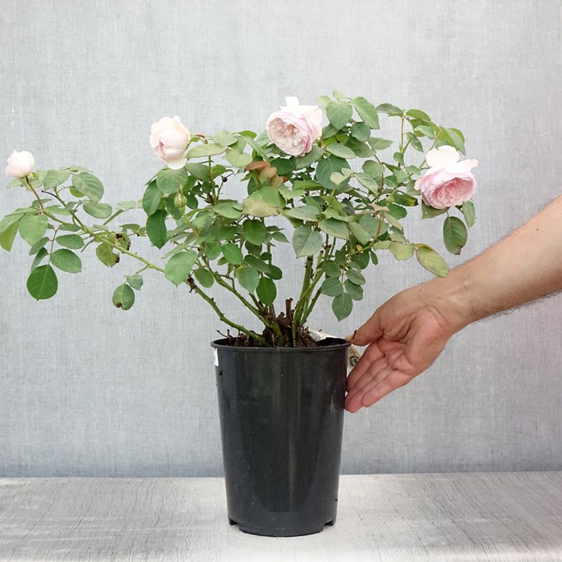 Example of Rosier David Austin Olivia Rose Austin  Pot de 4L/5L as you get in ete