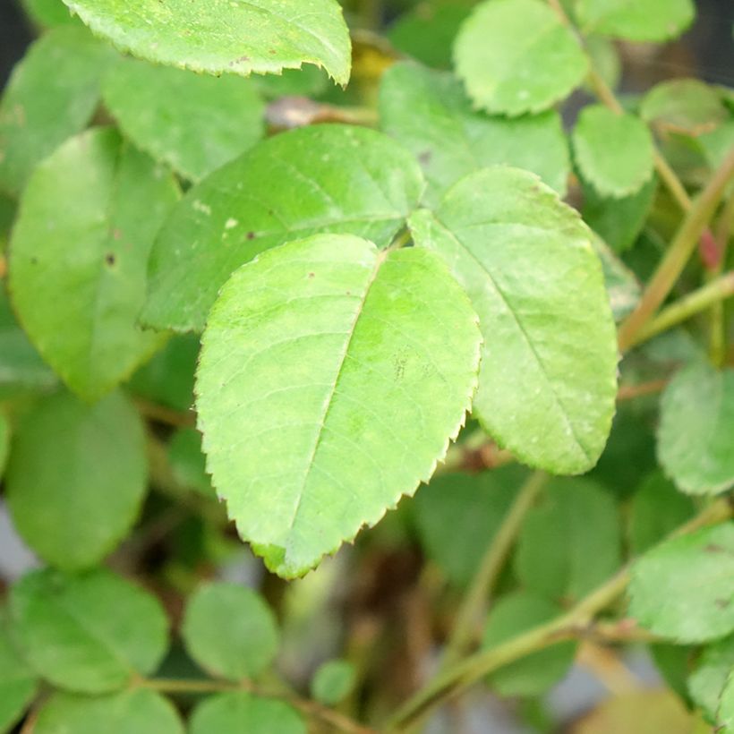 Rosier David Austin Port Sunlight (Foliage)