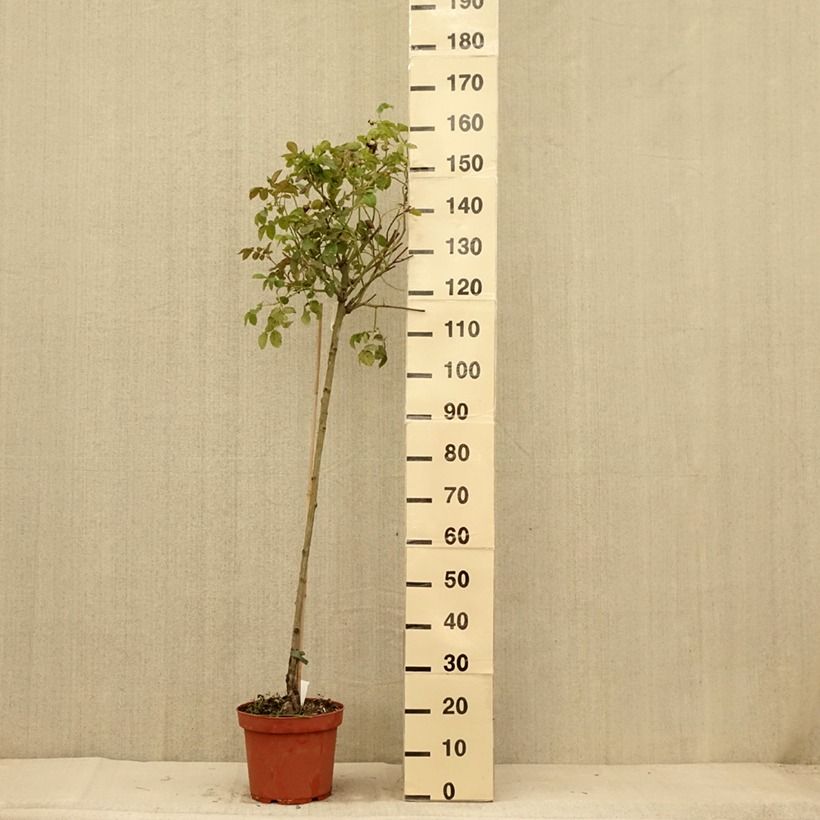 Example of Rosier David Austin Port Sunlight Pot de 7,5L/10L, Tige as you get in ete