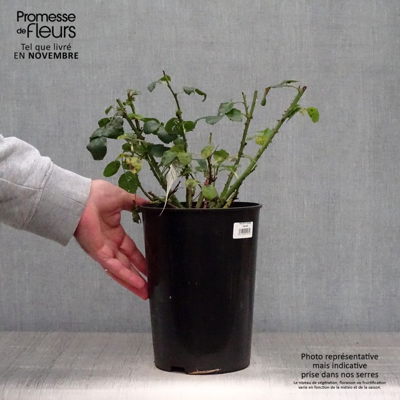 Example of Rosier David Austin Princess Anne Pot de 3L/4L as you get in automne