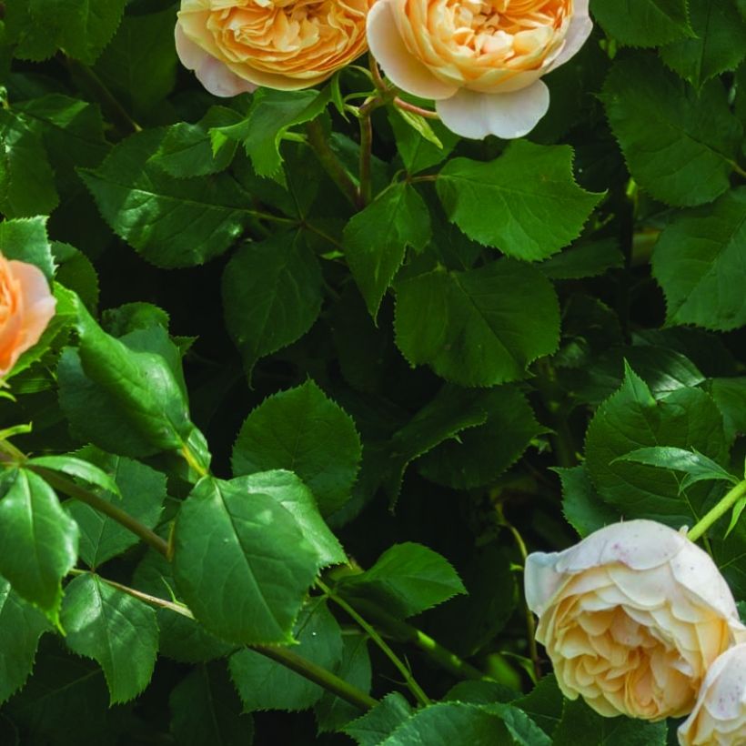 Rosier David Austin Roald Dahl (Foliage)